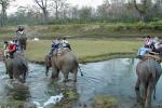 Jungle safari in Nepal