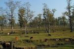 Chitwan National park