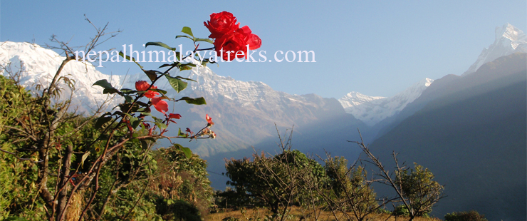 View from Ghandruk