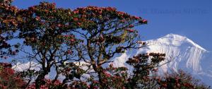 Ghorepani Trekking